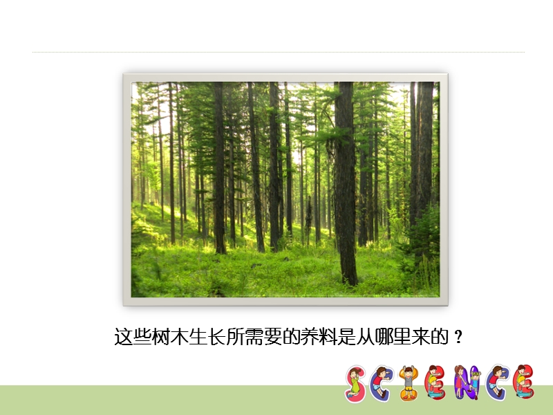 【鄂教版】科学五年级上：第2课《林中的树》课件（1）_第1页