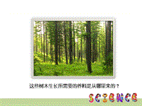 【鄂教版】科学五年级上：第2课《林中的树》课件（1）