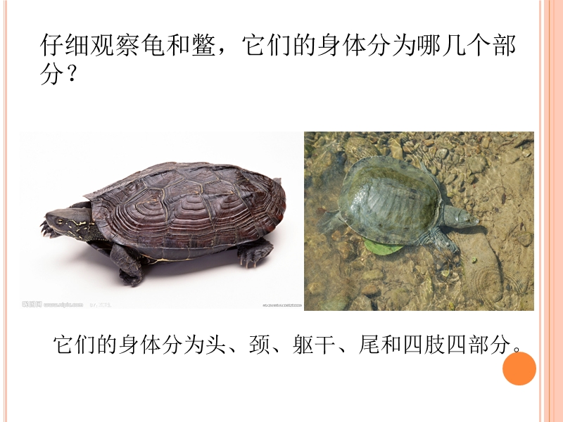 【鄂教版】科学五年级上：第10课《龟和鳖》课件（3）_第3页