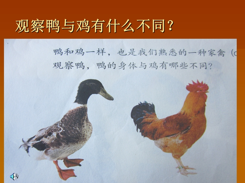 【鄂教版】科学三年级上册：第20课《鸭与鸡》课件（2）_第2页