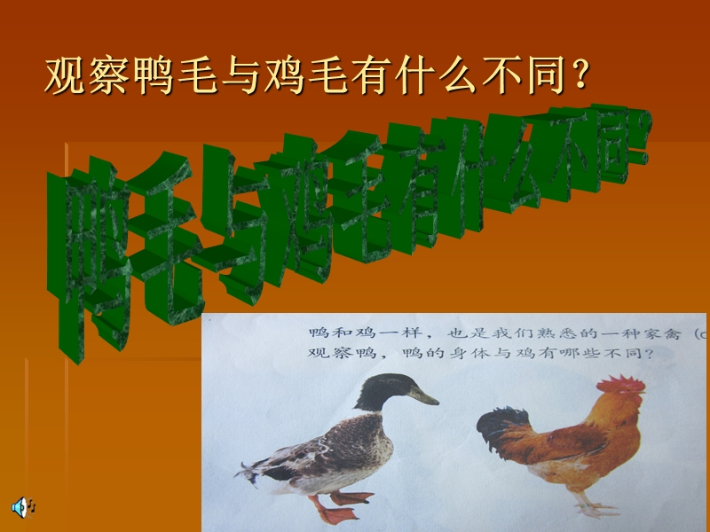 【鄂教版】科学三年级上册：第20课《鸭与鸡》课件（2）_第3页