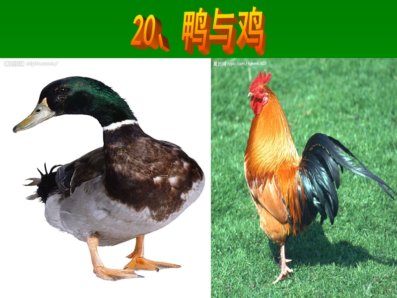 【鄂教版】科学三年级上册：第20课《鸭与鸡》课件（1）_第1页