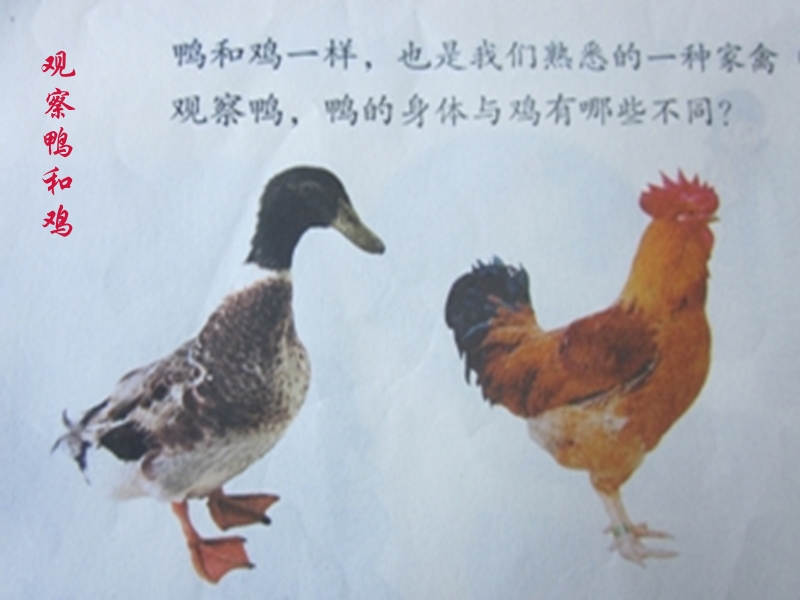 【鄂教版】科学三年级上册：第20课《鸭与鸡》课件（1）_第2页