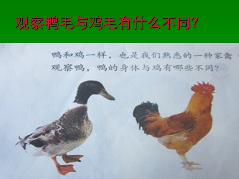 【鄂教版】科学三年级上册：第20课《鸭与鸡》课件（1）_第3页