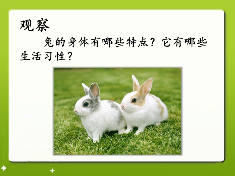 【鄂教版】科学三年级上册：第22课《兔与猫》课件（2）_第2页