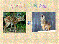 【人教版】六年级上册语文：第14课《鹿和狼的故事》课件2