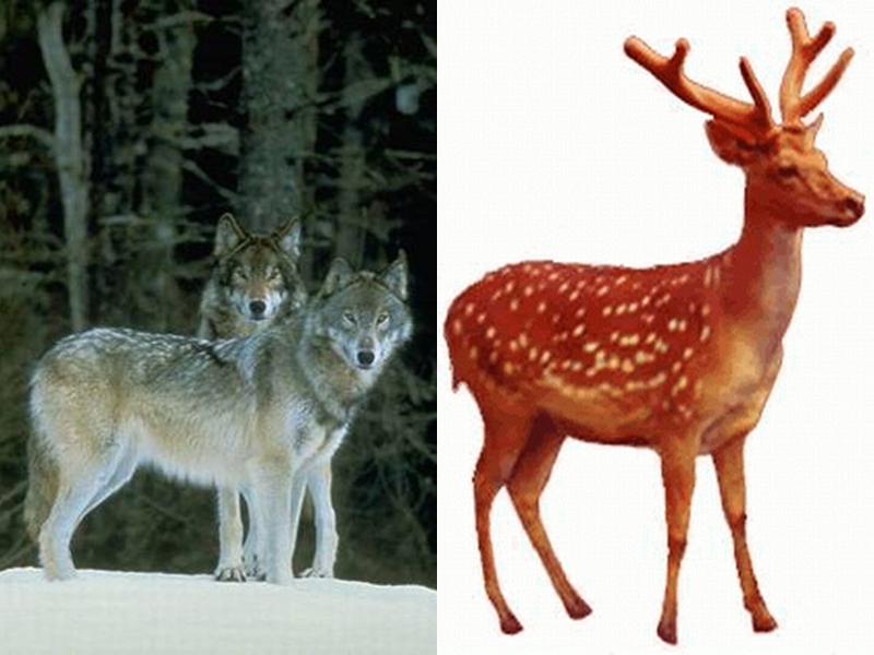 【人教版】六年级上册语文：第14课《鹿和狼的故事》课件1_第2页