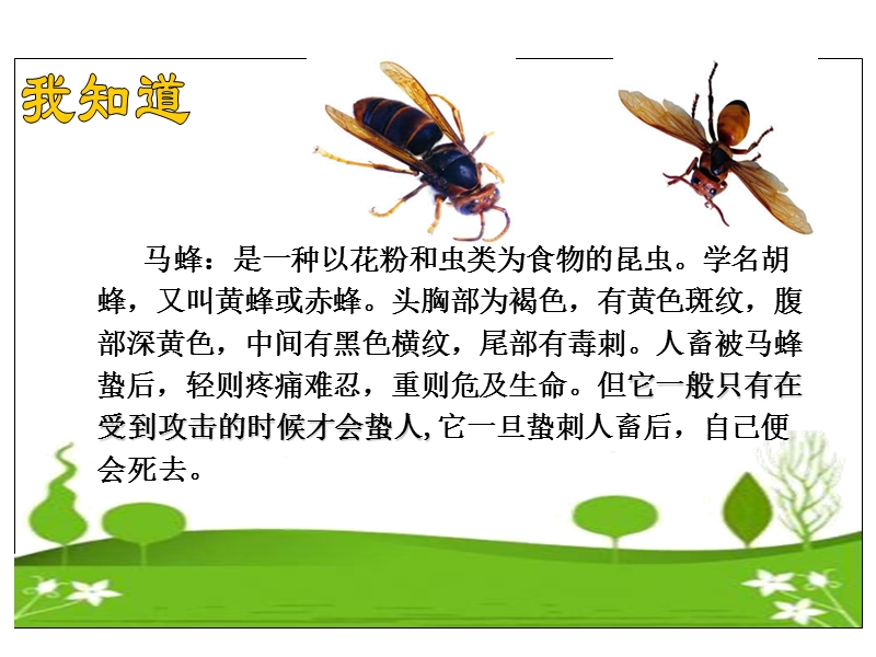 【北京课改版】语文七年级上：第2课《捅马蜂窝》课件（2）_第3页