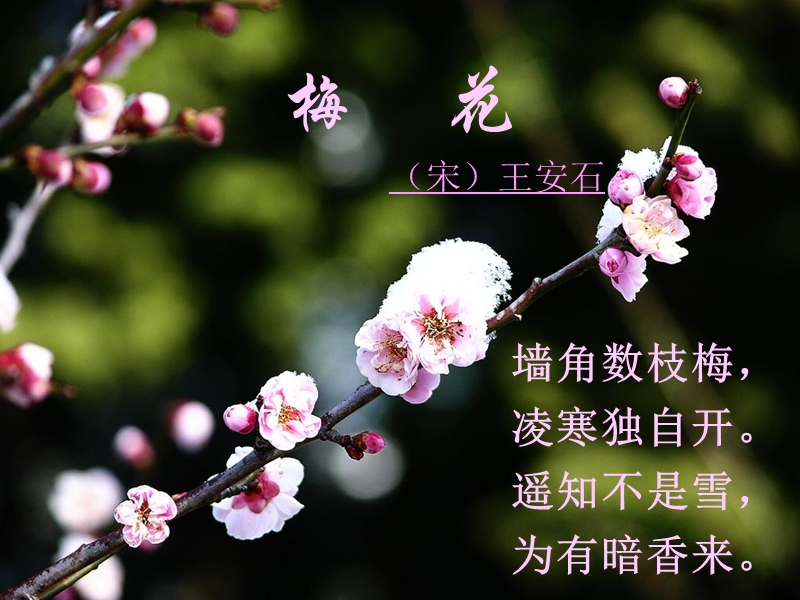 【北京版】语文一年级上册：《梅花》课件（37张）_第2页