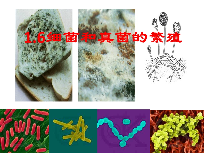 【浙教版】科学七年级下：1.6《细菌和真菌的繁殖》课件（4）_第1页