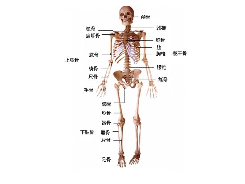 【人教版】科学六年级上册：2.1《骨骼和肌肉》ppt课件（2）_第1页