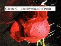 【人教版】科学六年级上册：1.3《植物的光合作用》ppt课件（1）
