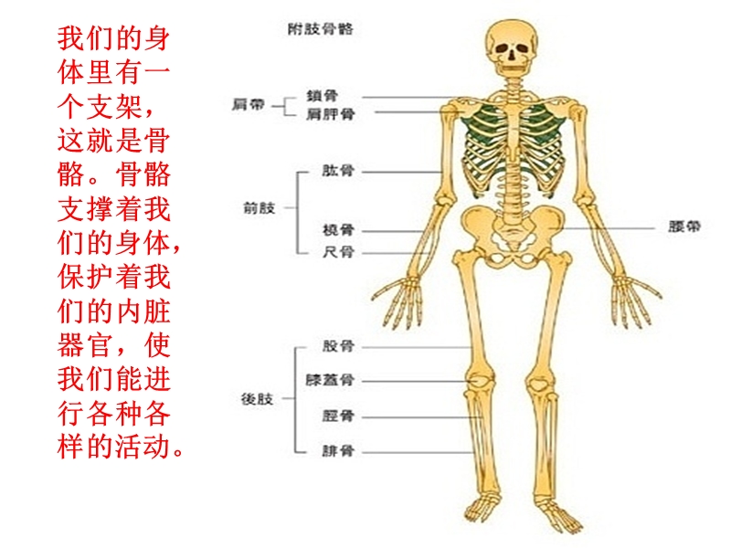 【人教版】科学六年级上册：2.1《骨骼和肌肉》ppt课件（1）_第3页