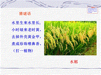 【北师大版】七年级上册历史：第2课《原始农业与农耕聚落》ppt课件（1）