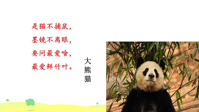 【部编版】2019年春（新版）三年级下语文：习作《国宝大熊猫》课件（共11页）_第2页