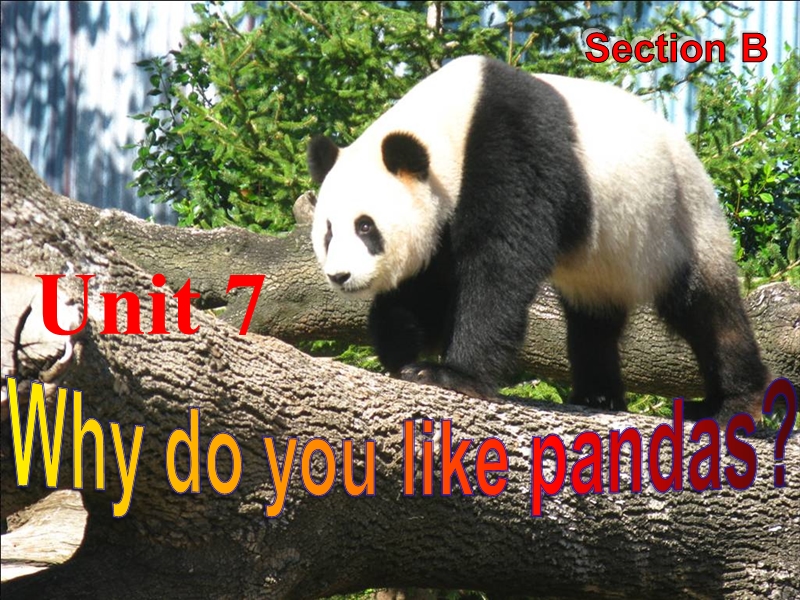鲁教版六年级英语下册Unit 7 Why do you like pandas？Section B课件_第1页