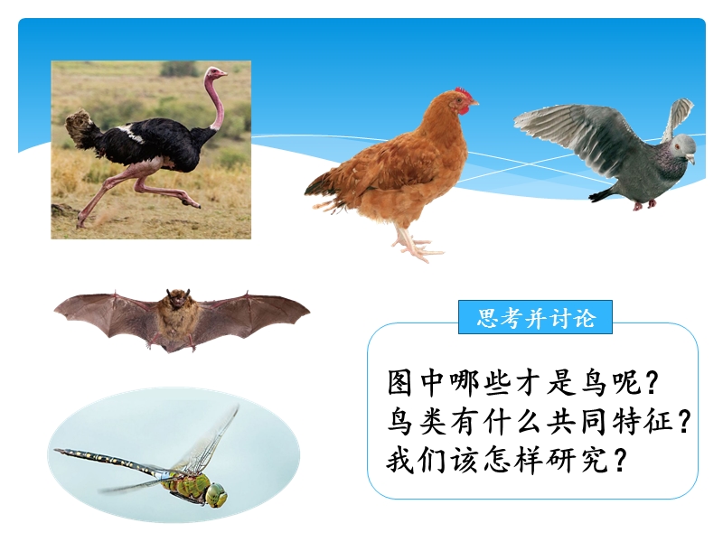 2019湘科版三年级上册科学2.3鸟课件（共16张PPT）_第2页