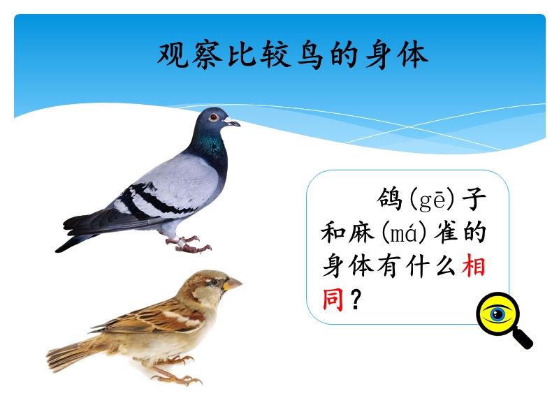 2019湘科版三年级上册科学2.3鸟课件（共16张PPT）_第3页