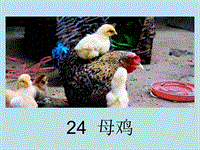 【湘教版】2019年秋三年级下语文：第24课《母鸡》课件