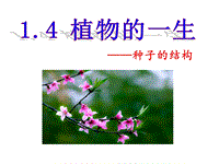 浙教版科学七年级下册《1.4植物的一生》课件（共19张PPT）