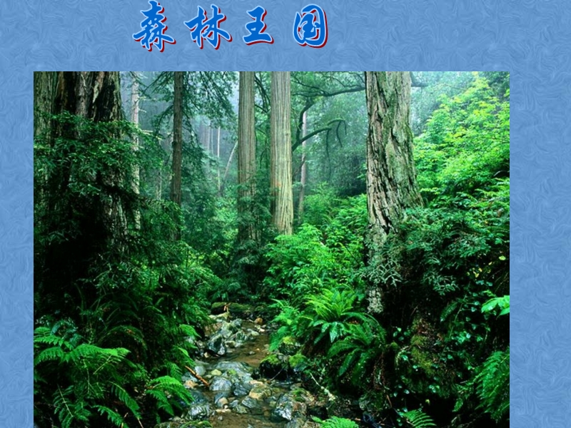 西师大版三年级下语文：第18课《失踪的森林王国》课件_第3页