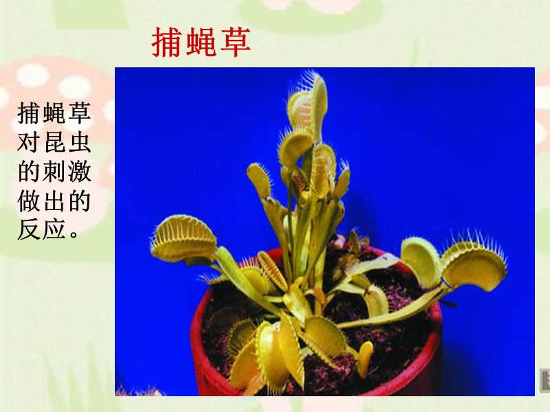 华东师大版科学八年级下册《7.5 植物生命活动的调节》课件（共71张PPT）_第3页