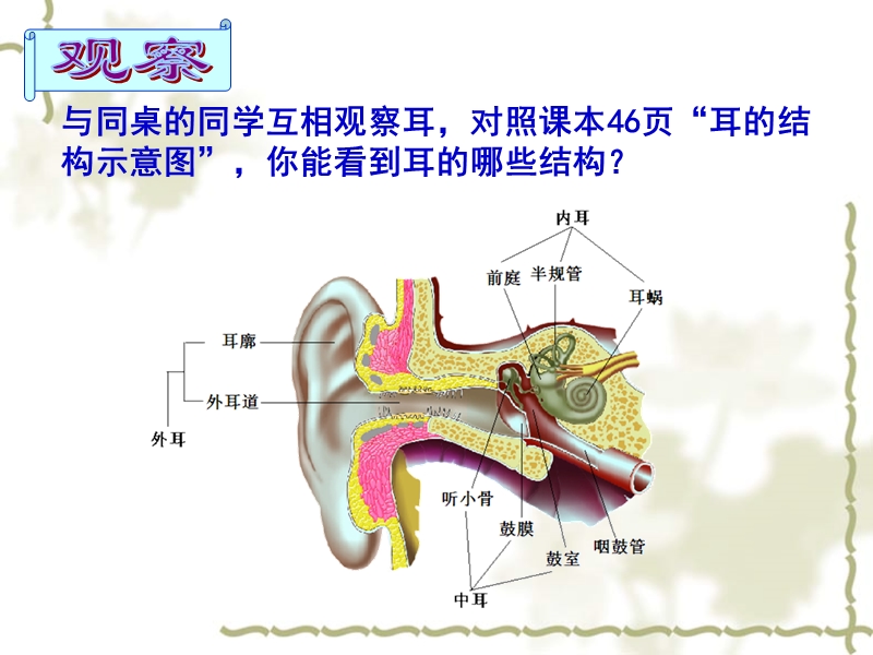 华东师大版科学八年级下册《3.2 耳和听觉》课件（共32张PPT）_第2页