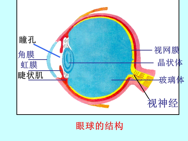 华东师大版科学八年级下册《2.4 眼的成像原理 视力的矫正》课件（共35张PPT）_第3页