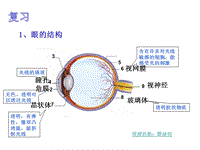 华东师大版科学八年级下册《2.4 眼的成像原理 视力的矫正》课件