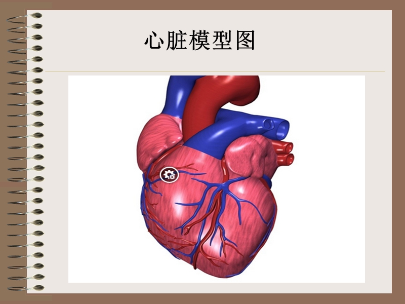 五年级上册科学课件-1.2 心脏和血管｜ 湘教版  (共18张PPT) (1)_第2页