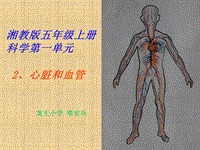 五年级上册科学课件-1.2 心脏和血管｜ 湘教版  (共18张PPT) (1)