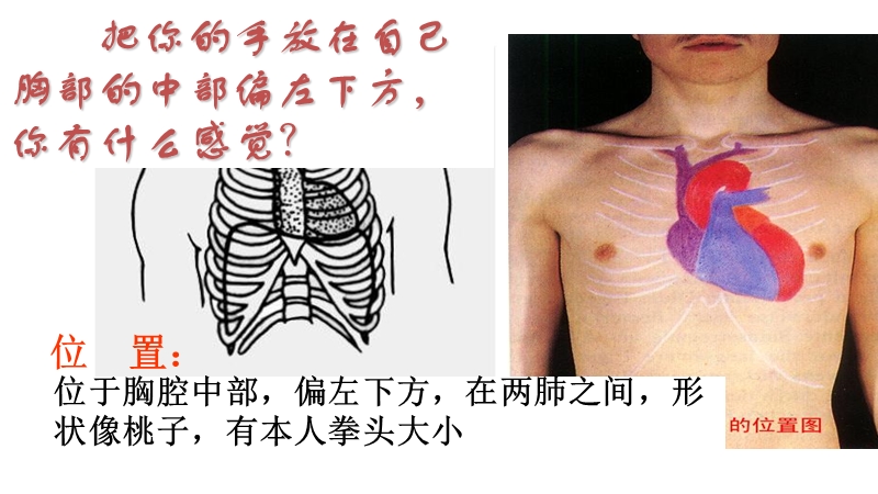 浙教版九年级科学上册《4.3体内物质的运输（第2课时）心脏和血管》课件_第3页