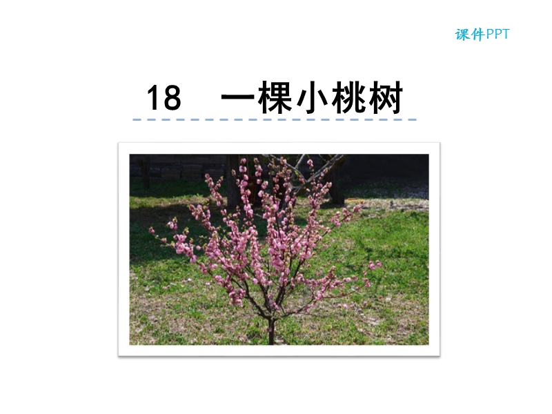 18 一棵小桃树ppt课件_第1页