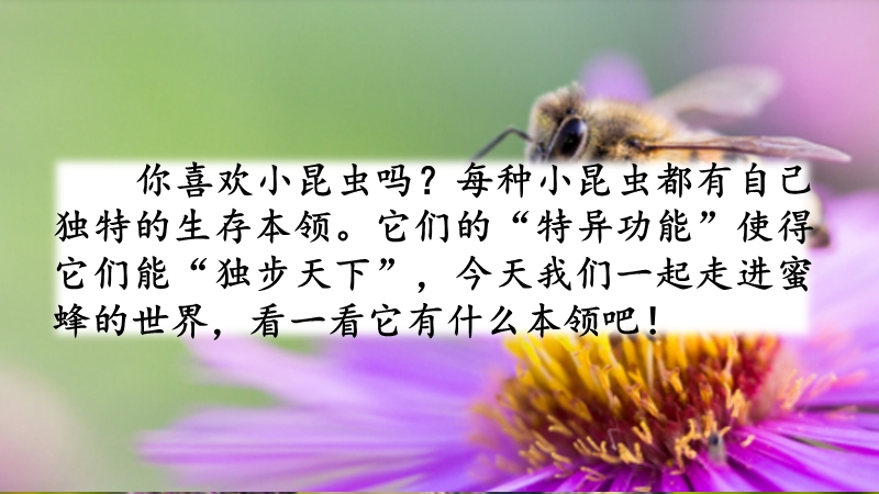 蜜蜂ppt课件_第1页