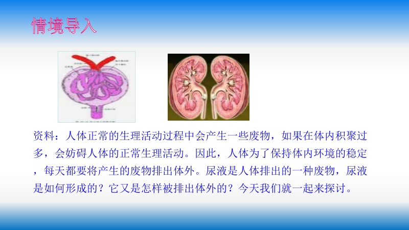 4.11.1人体泌尿系统的组成ppt课件（苏教版七年级生物下册）_第2页