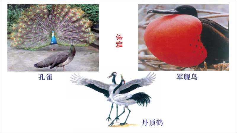 4.2.3鸟的生殖和发育ppt课件（济南版八年级生物上册）_第2页