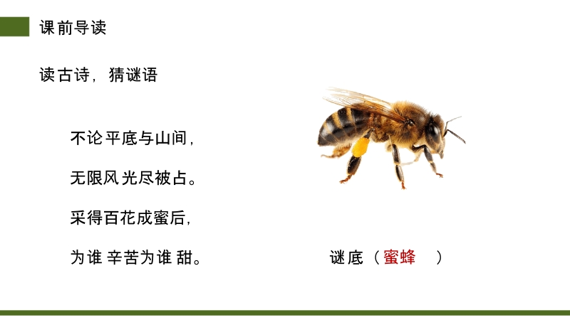 《蜜蜂》PPT精品课件（2021年部编版三年级语文下册）_第3页