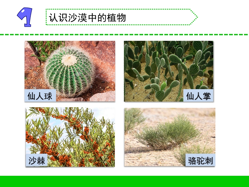 6.沙漠里的植物ppt课件（共14张PPT）_第3页