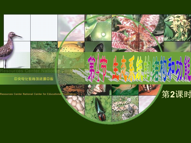 浙教版科学九年级下册 2.4生态系统的结构和功能（第2课时）课件（共20张PPT）_第1页