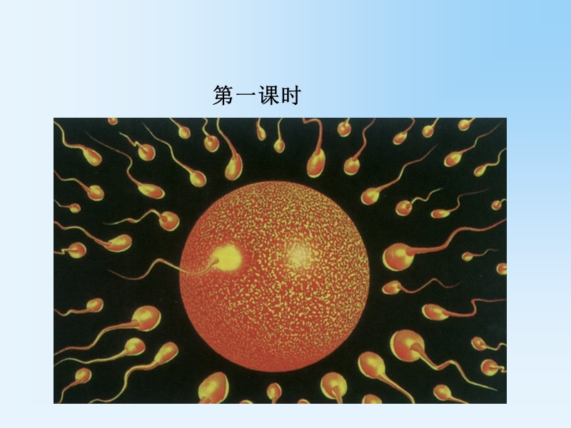 浙教版七年级科学上册 2.3生物体的结构层次ppt课件_第2页