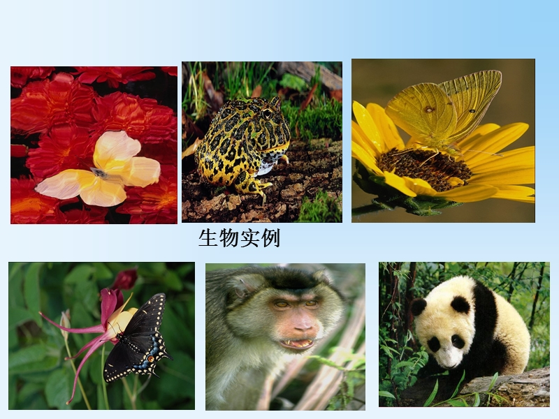 浙教版七年级科学上册 2.1生物与非生物ppt课件_第3页