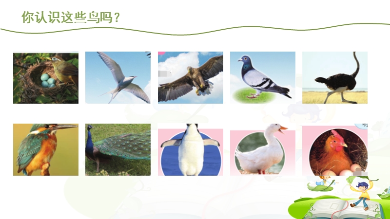 2020苏教版四年级科学上册1.3鸟类ppt课件（共18张）_第2页