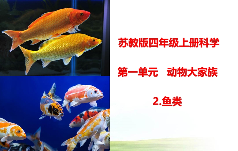 2020新苏教版四年级科学上册 2.鱼类ppt课件_第1页