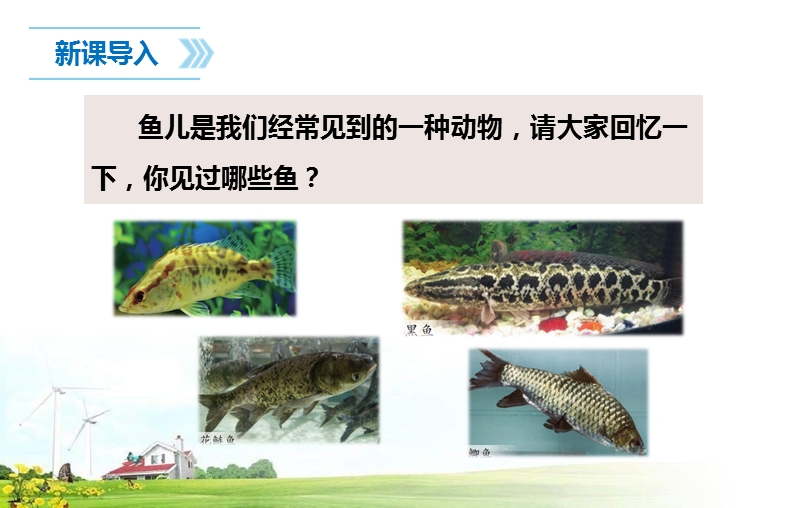 2020新苏教版四年级科学上册 2.鱼类ppt课件_第2页