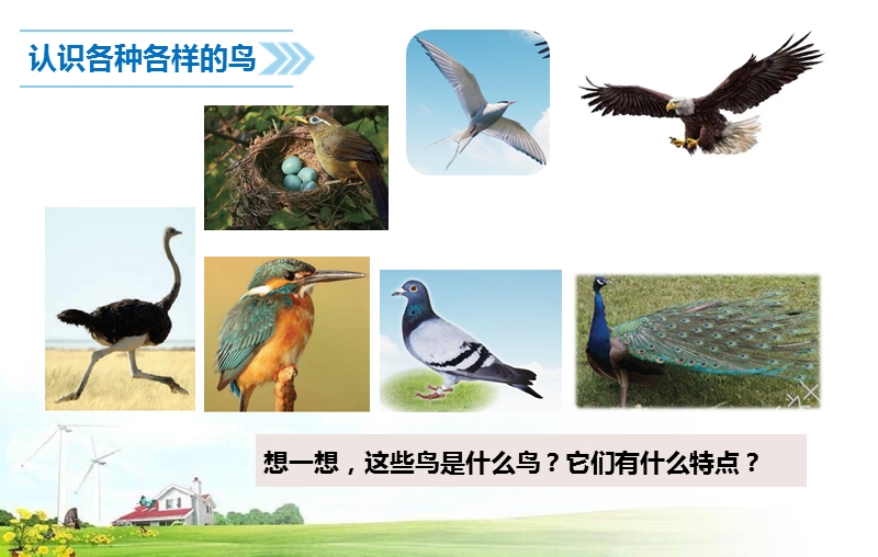 2020新苏教版四年级科学上册 3.鸟类ppt课件_第3页