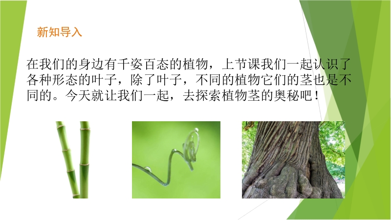 粤教版二年级上册科学1.2樟树与彩叶草ppt课件_第2页