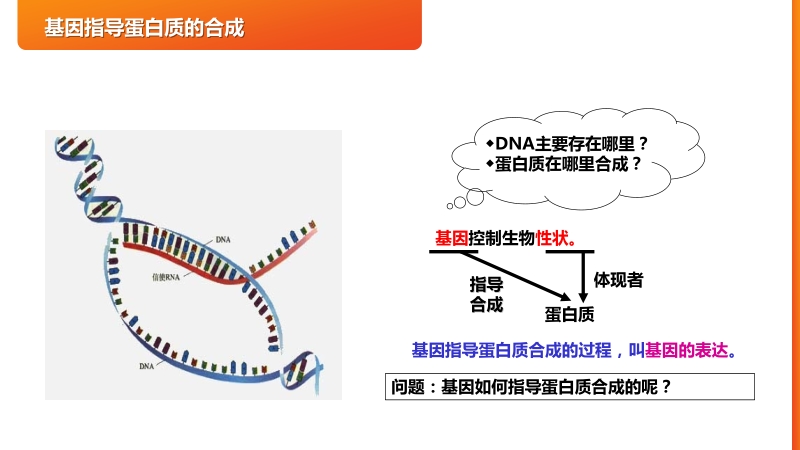 《基因指导蛋白质的合成》高一下册生物必修二PPT课件（第4.1课时）_第2页