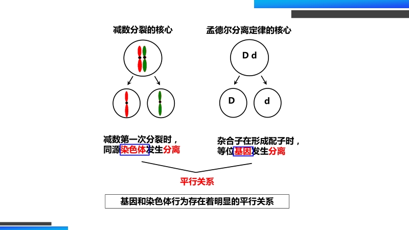 《基因在染色体上》高一下册生物必修二PPT课件（第2.2课时）_第3页