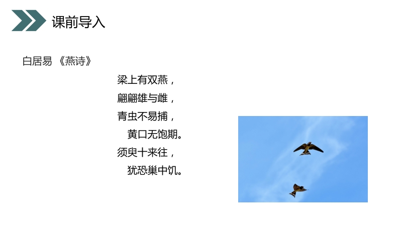 《鸟的生殖和发育》ppt课件（人教版生物八年级下册）_第3页