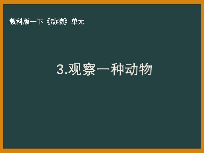 2021年杭州市教科版一年级科学下册《2.3观察一种动物》ppt课件_第1页